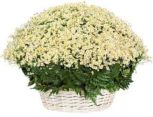 Цветочная композиция из Ромашки в корзине #REPLACE_PRED# Ваулово